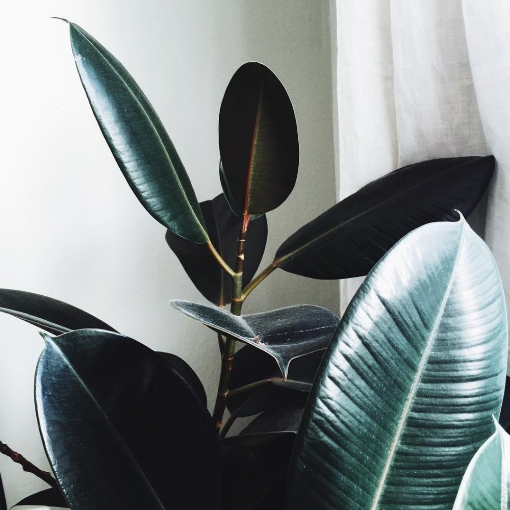 Meet your Posher, Misha